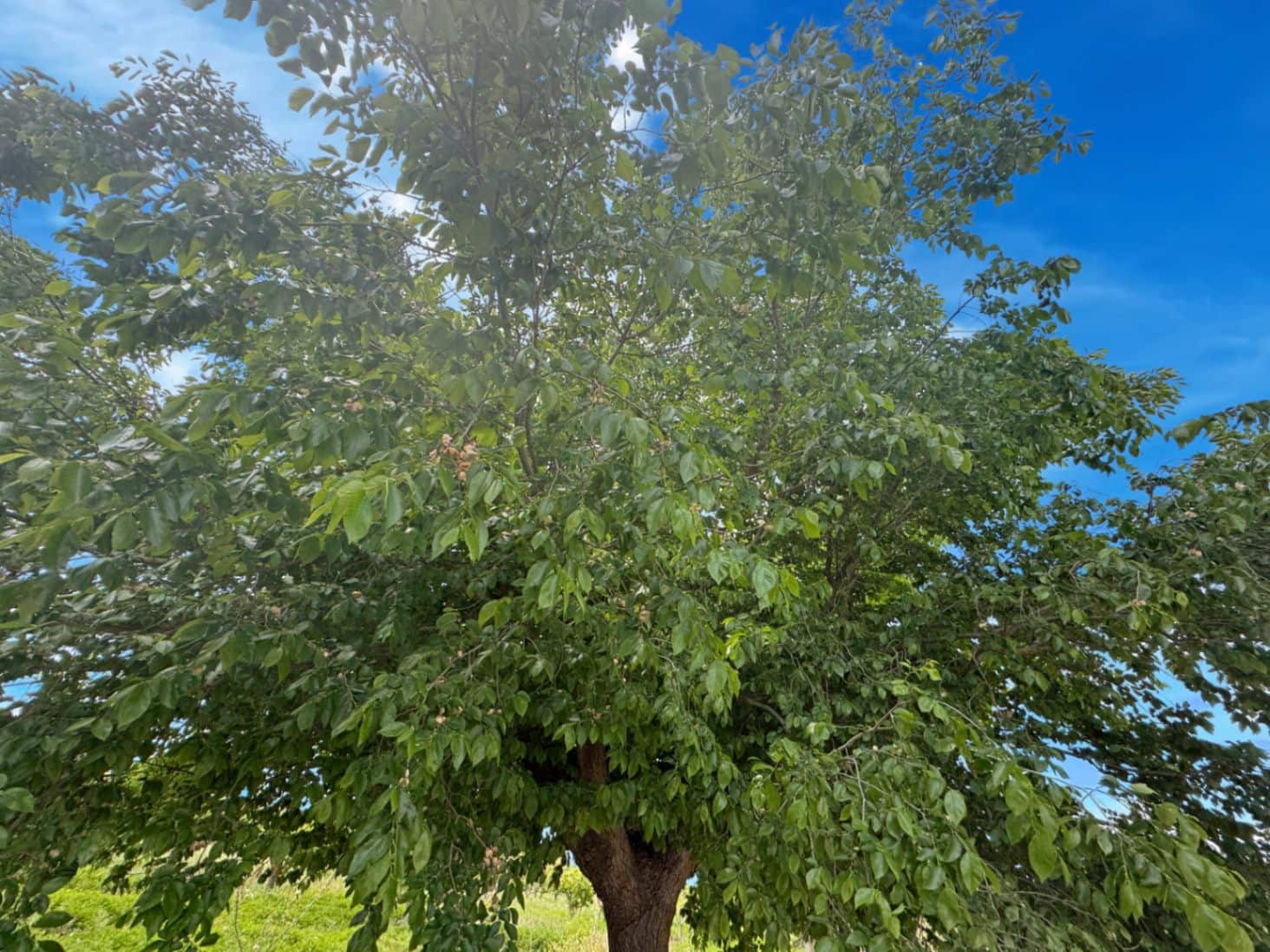 Finca/Casa di Campagna in vendita in La Vall d'Alcala con garage - 129.000 € (Rif: 9189321)