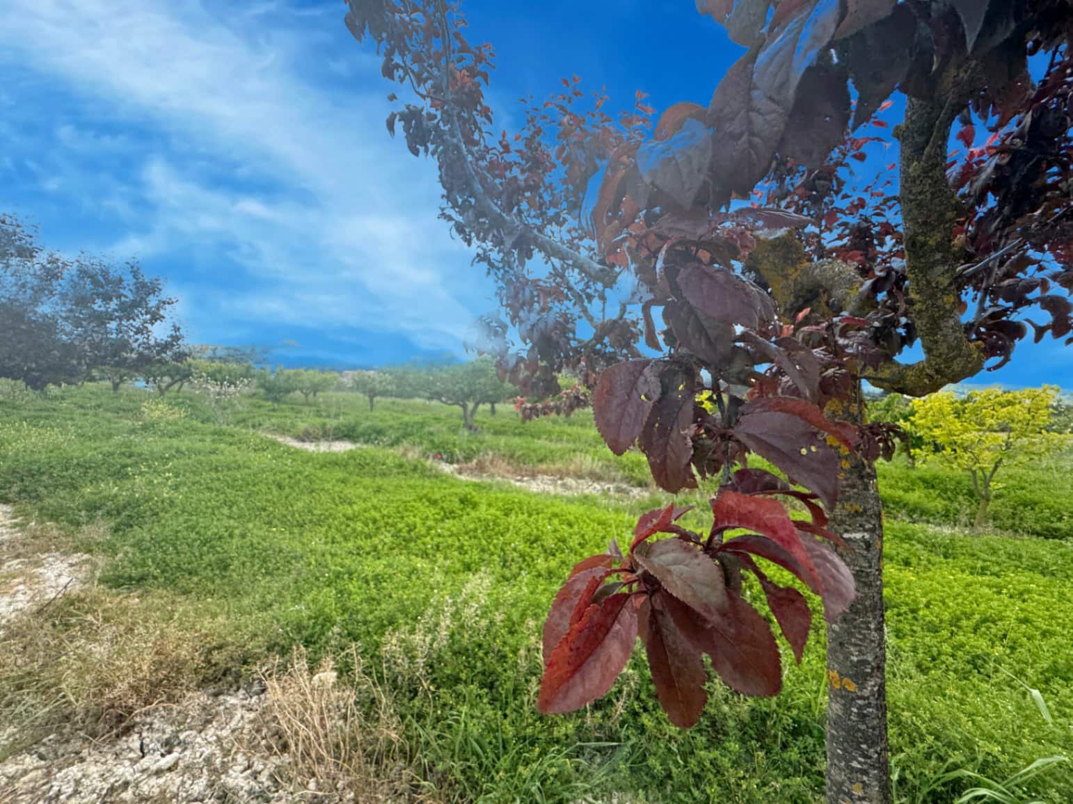 Finca/Casa di Campagna in vendita in La Vall d'Alcala con garage - 129.000 € (Rif: 9189321)