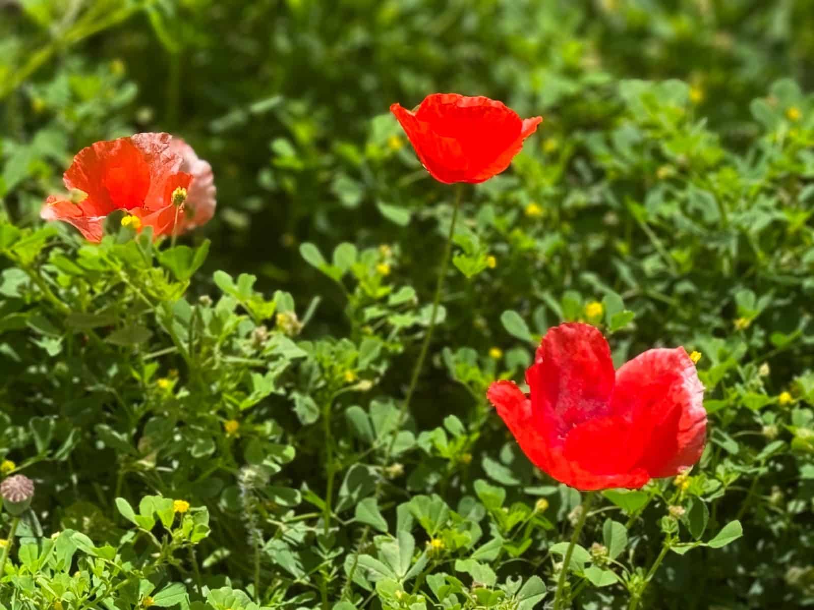 Finca/Casa di Campagna in vendita in La Vall d'Alcala con garage - 129.000 € (Rif: 9189321)