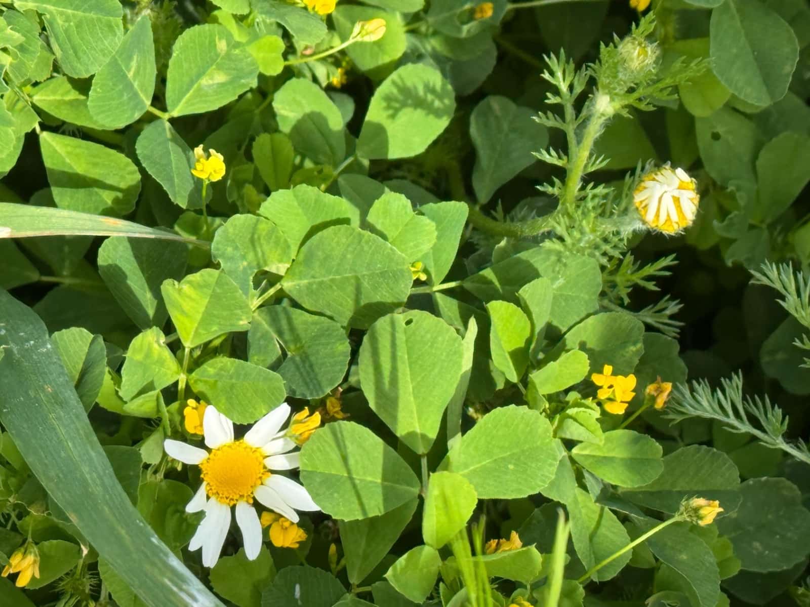 Finca/Casa di Campagna in vendita in La Vall d'Alcala con garage - 129.000 € (Rif: 9189321)