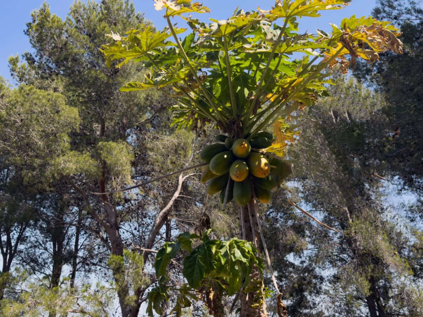 4 sovrum Villa till salu i Pego - 950 000 € (Ref: 9306222)