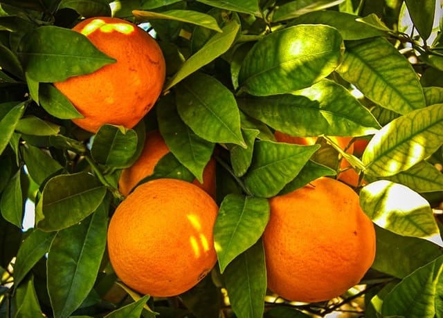 Area Edificabile in vendita in Pego - 35.000 € (Rif: 9347748)