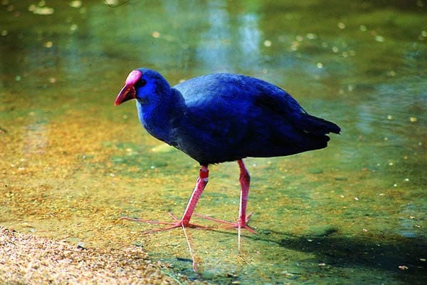 Tomt till salu i Pego - 55 000 € (Ref: 9393446)