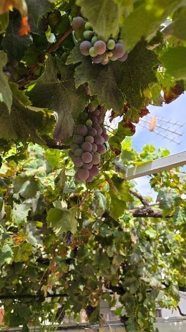 6 soverom Villa til salgs i Moncada - € 390 000 (Ref: 9242695)