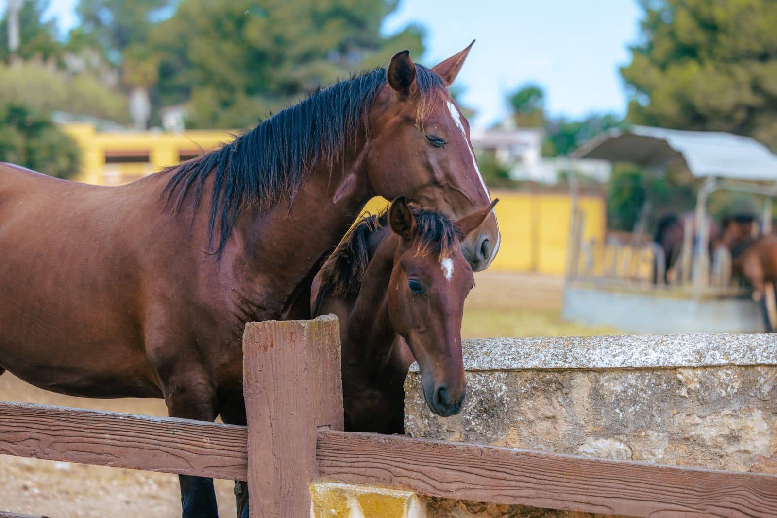 Chalet de 9 habitaciones en Sant Antoni de Portmany en venta con piscina garaje - 35.000.000 € (Ref: 9330149)