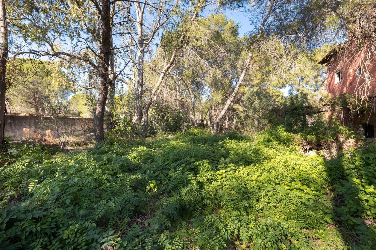 Terre non Aménagée à vendre à Campolivar - 699 999 € (Ref: 9385117)