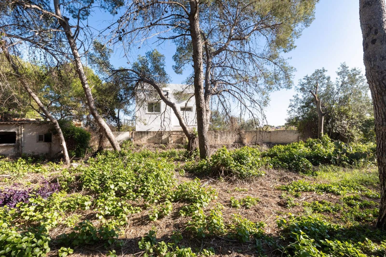 Terre non Aménagée à vendre à Campolivar - 699 999 € (Ref: 9385117)