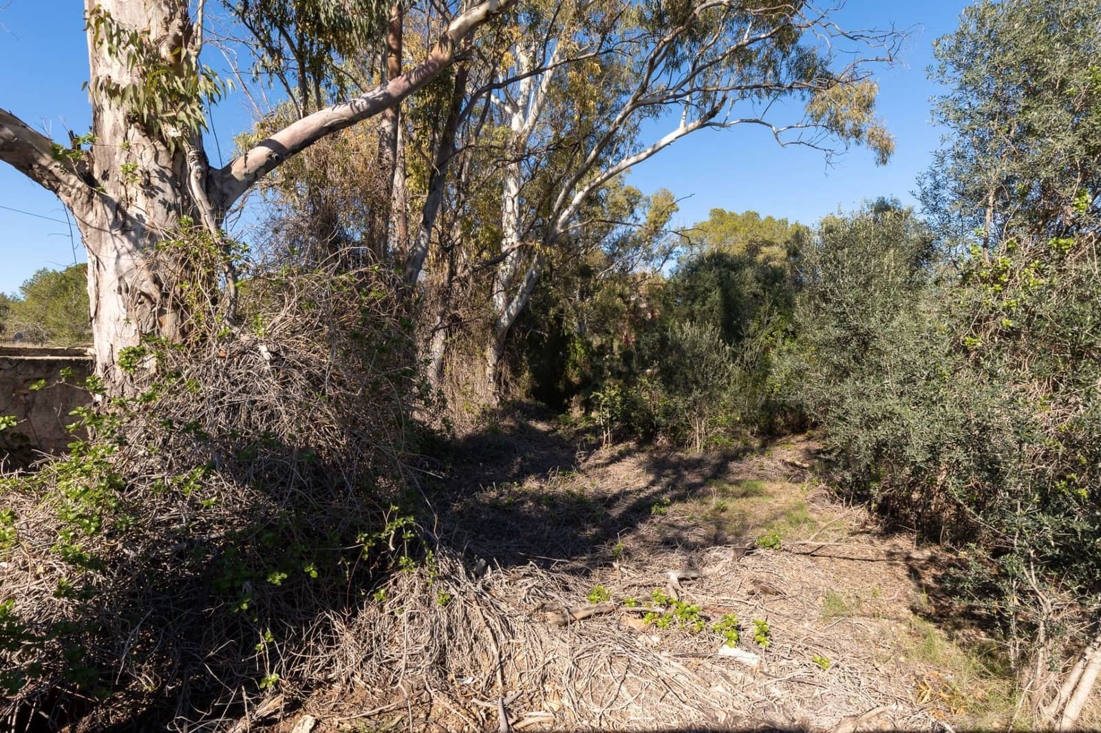 Terre non Aménagée à vendre à Campolivar - 699 999 € (Ref: 9385117)