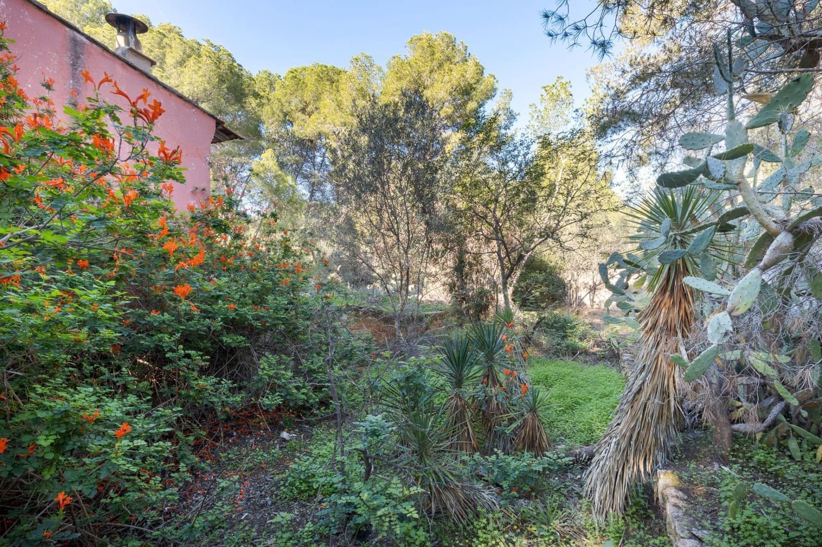 Terre non Aménagée à vendre à Campolivar - 699 999 € (Ref: 9385117)