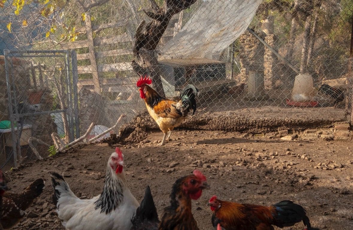 6 sypialnia Willa na sprzedaż w Sayalonga z basenem garażem - 690 000 € (Ref: 9594630)