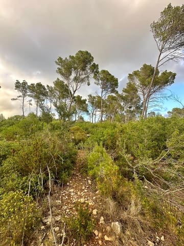 Undeveloped Land for sale in Puerto de Andratx, Andratx - € 83,000 (Ref: 9109066)