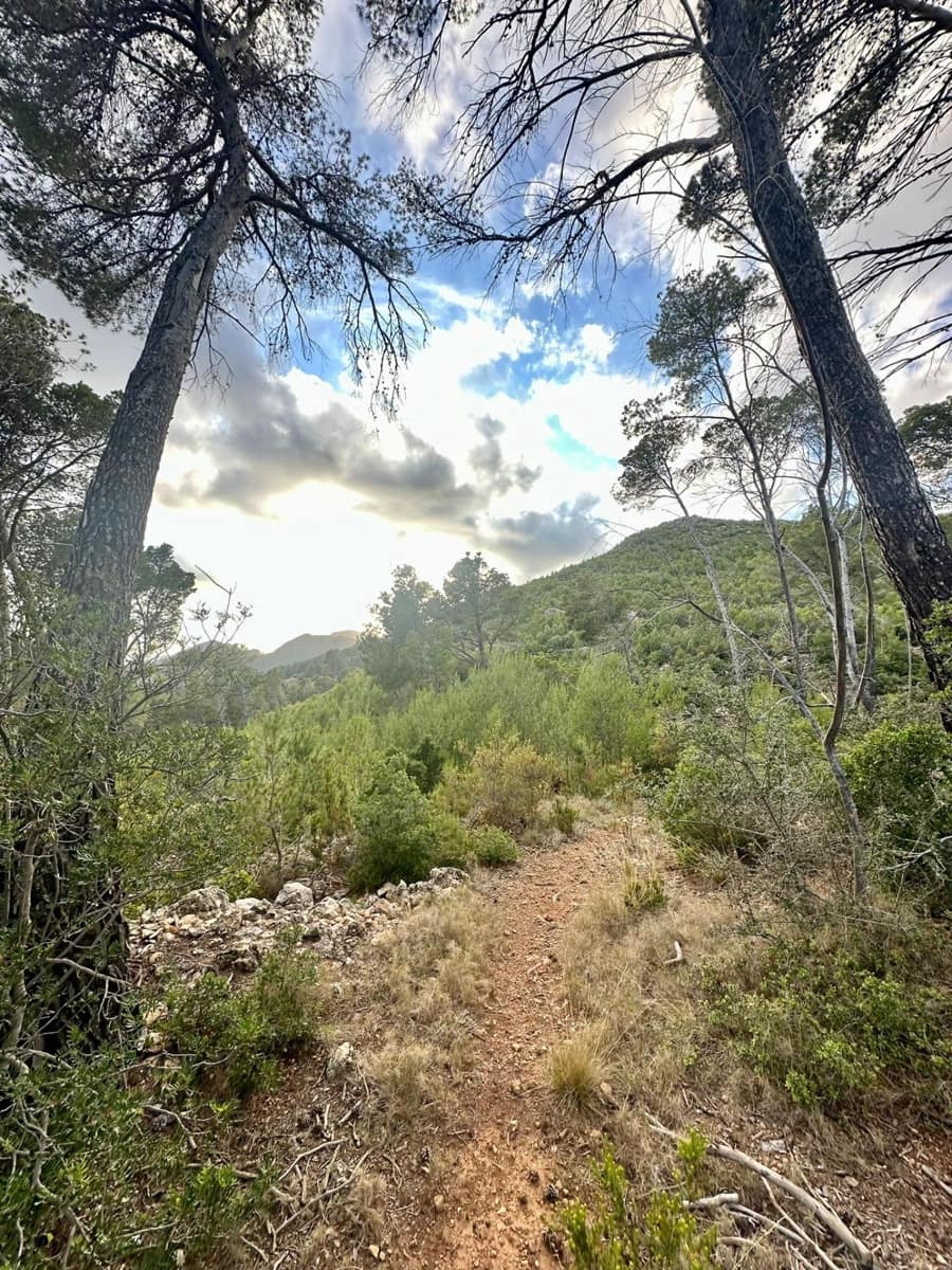 Grunde uden byggetilladelser til salg i Andratx - € 83.000 (Ref: 9109066)