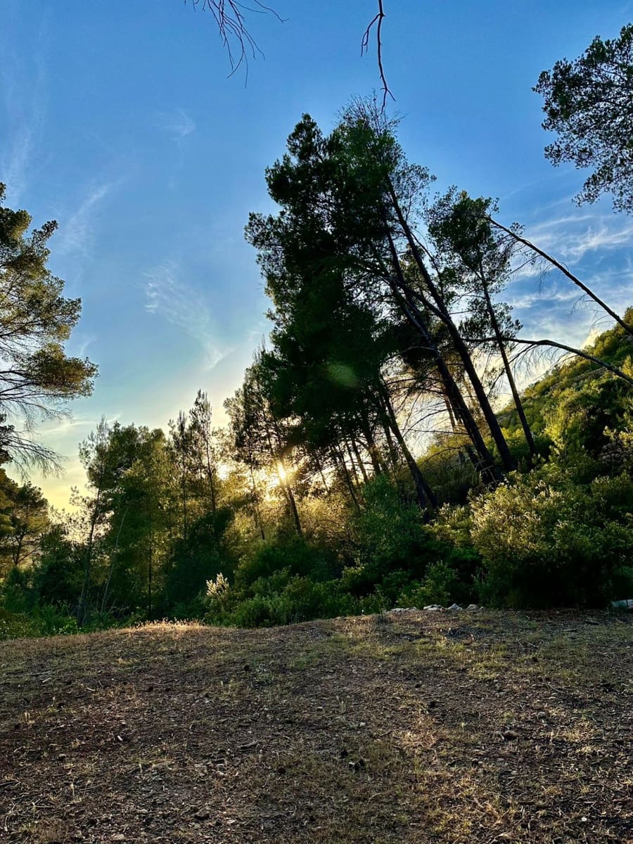 Grunde uden byggetilladelser til salg i Andratx - € 83.000 (Ref: 9109066)