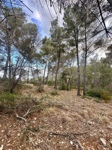 Undeveloped Land for sale in Puerto de Andratx, Andratx - € 83,000 (Ref: 9109066)