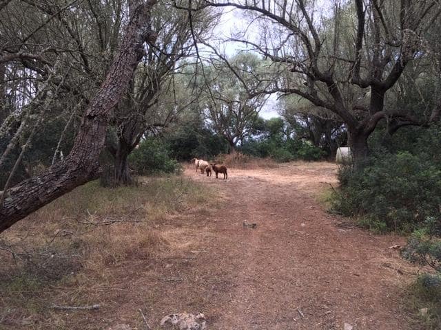 Building Plot for sale in Felanitx - € 790,000 (Ref: 9109074)