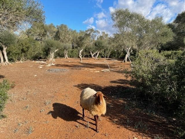 Building Plot for sale in Felanitx - € 790,000 (Ref: 9109074)