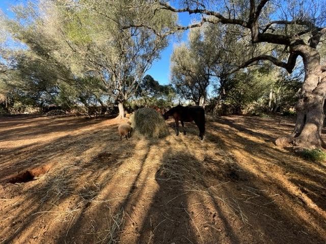 Building Plot for sale in Felanitx - € 790,000 (Ref: 9109074)