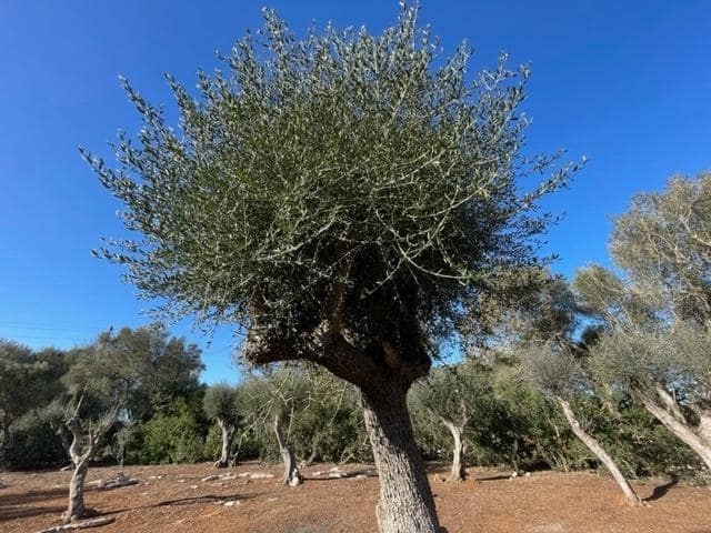 Building Plot for sale in Felanitx - € 790,000 (Ref: 9109074)