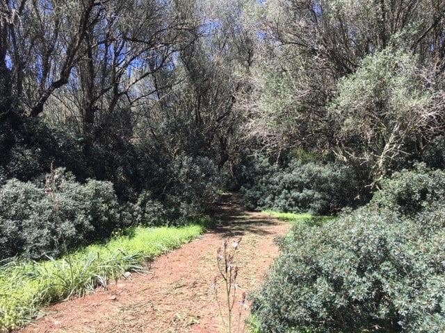 Building Plot for sale in Felanitx - € 790,000 (Ref: 9109074)