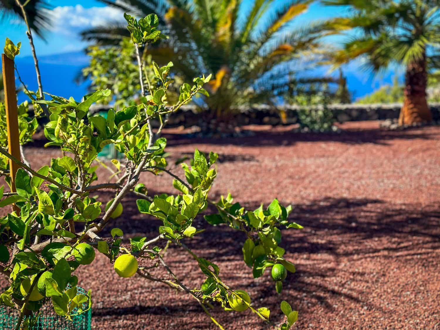 3 makuuhuone Huvila myytävänä paikassa Guia de Isora mukana uima-altaan - 1 320 000 € (Ref: 9482382)