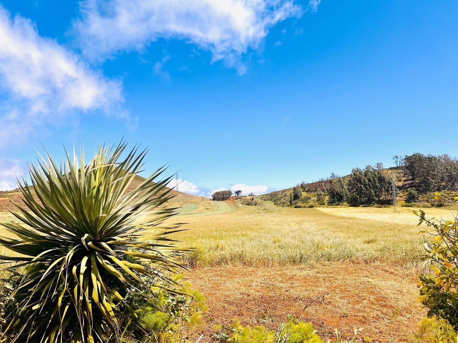 Undeveloped Land for sale in El Rosario - € 95,000 (Ref: 9482384)