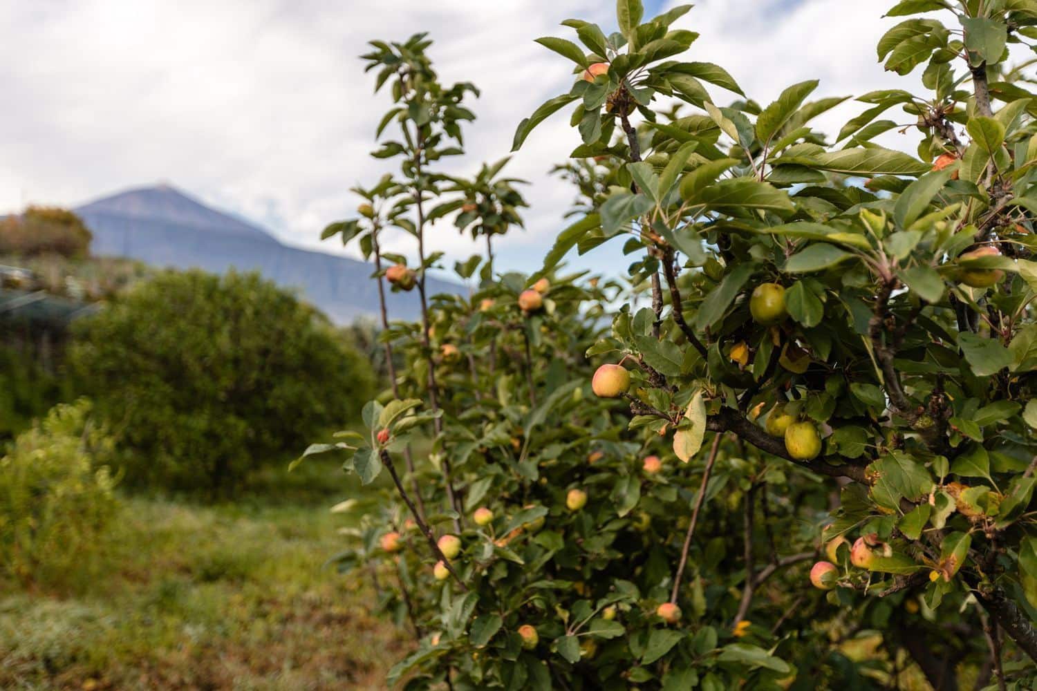 6 quarto Moradia para venda em Santa Ursula com piscina - 999 000 € (Ref: 9482385)