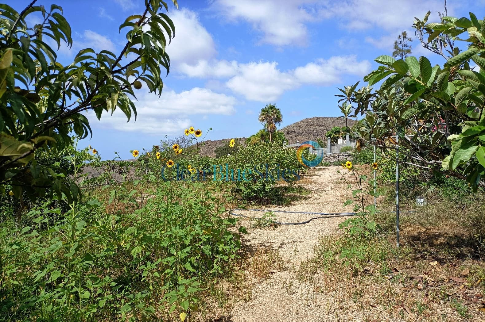4 soveværelse Finca/Landehus til salg i Aldea Blanca (Tenerife) med swimmingpool garage - € 600.000 (Ref: 7733419)
