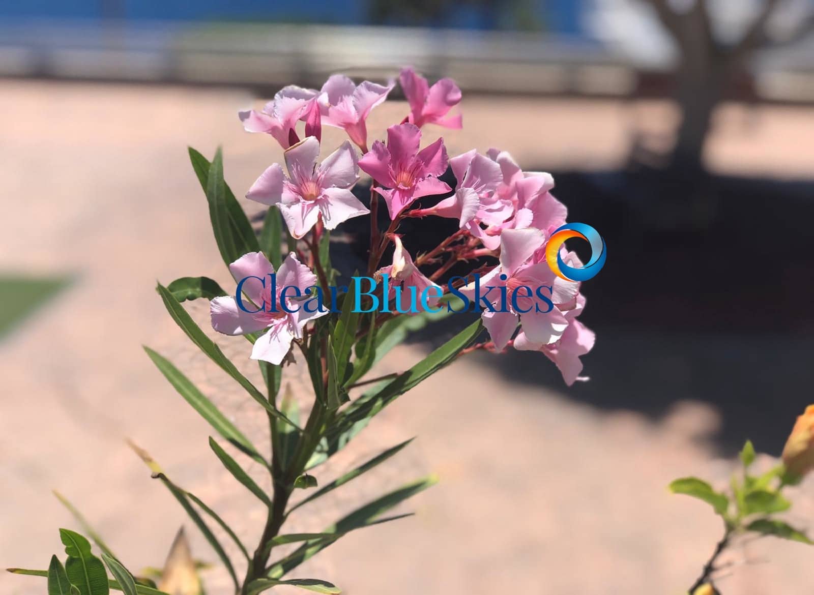 Chalet de 4 habitaciones en Callao Salvaje en venta con piscina garaje - 1.520.000 € (Ref: 9496549)