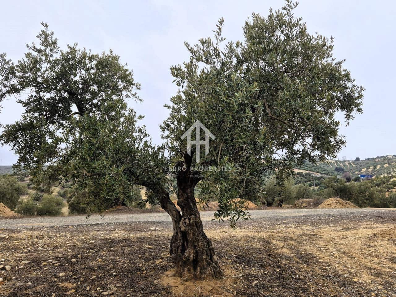 Finca/Landehus til salg i Riofrio - € 315.000 (Ref: 9152638)