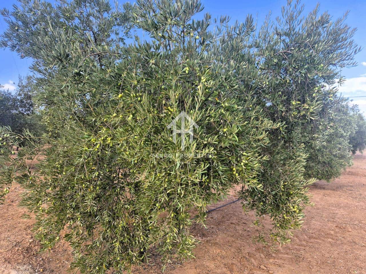 Finca/Landhuis te koop in Pinar - € 230.000 (Ref: 9340684)