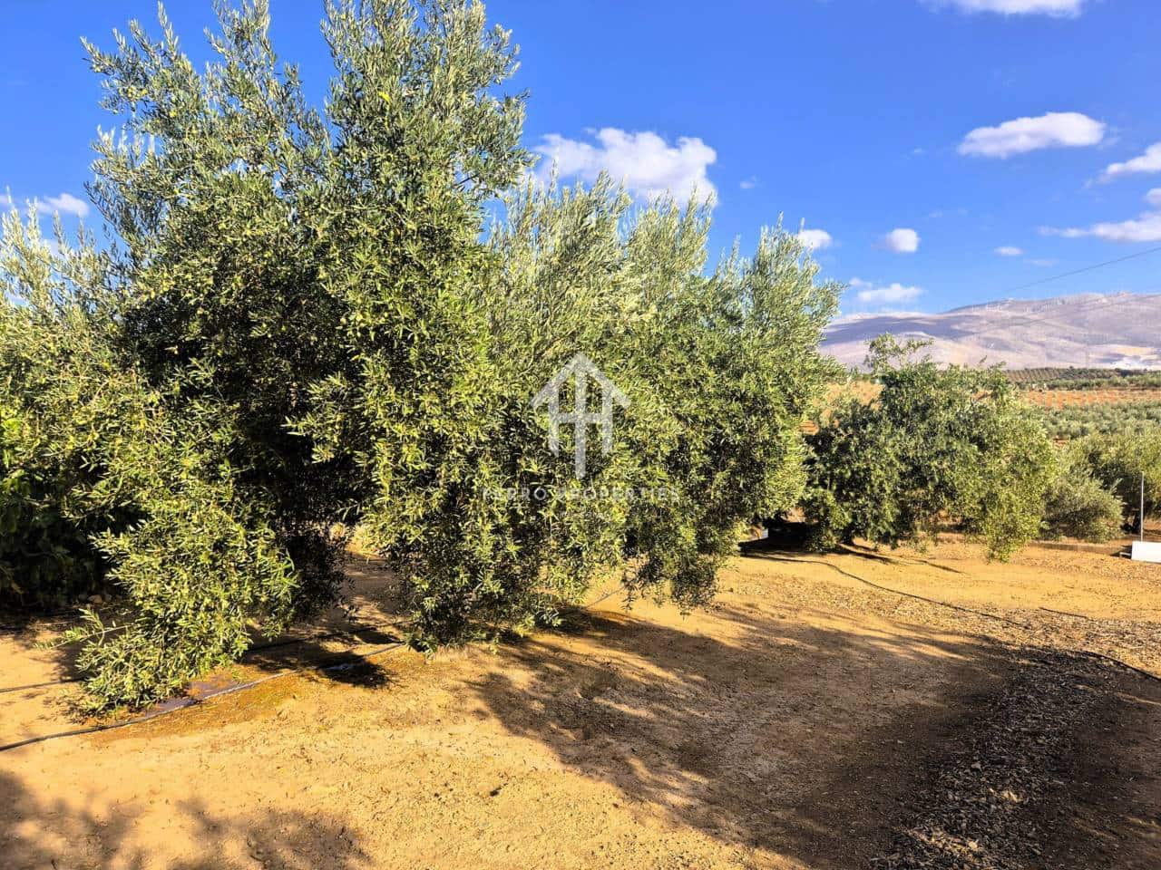 Finca/Landhuis te koop in Pinar - € 230.000 (Ref: 9340684)