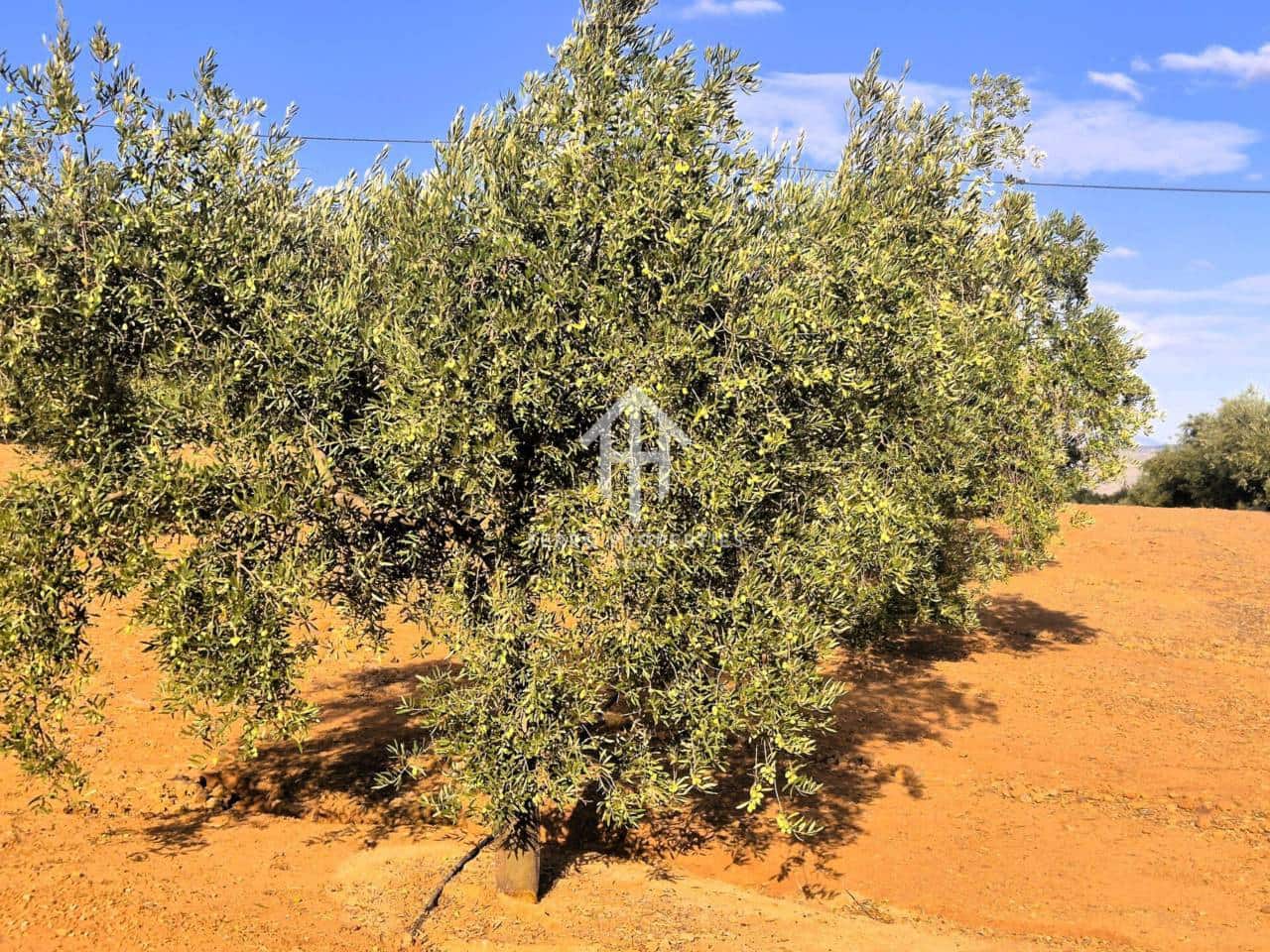 Finca/Landhuis te koop in Pinar - € 230.000 (Ref: 9340684)