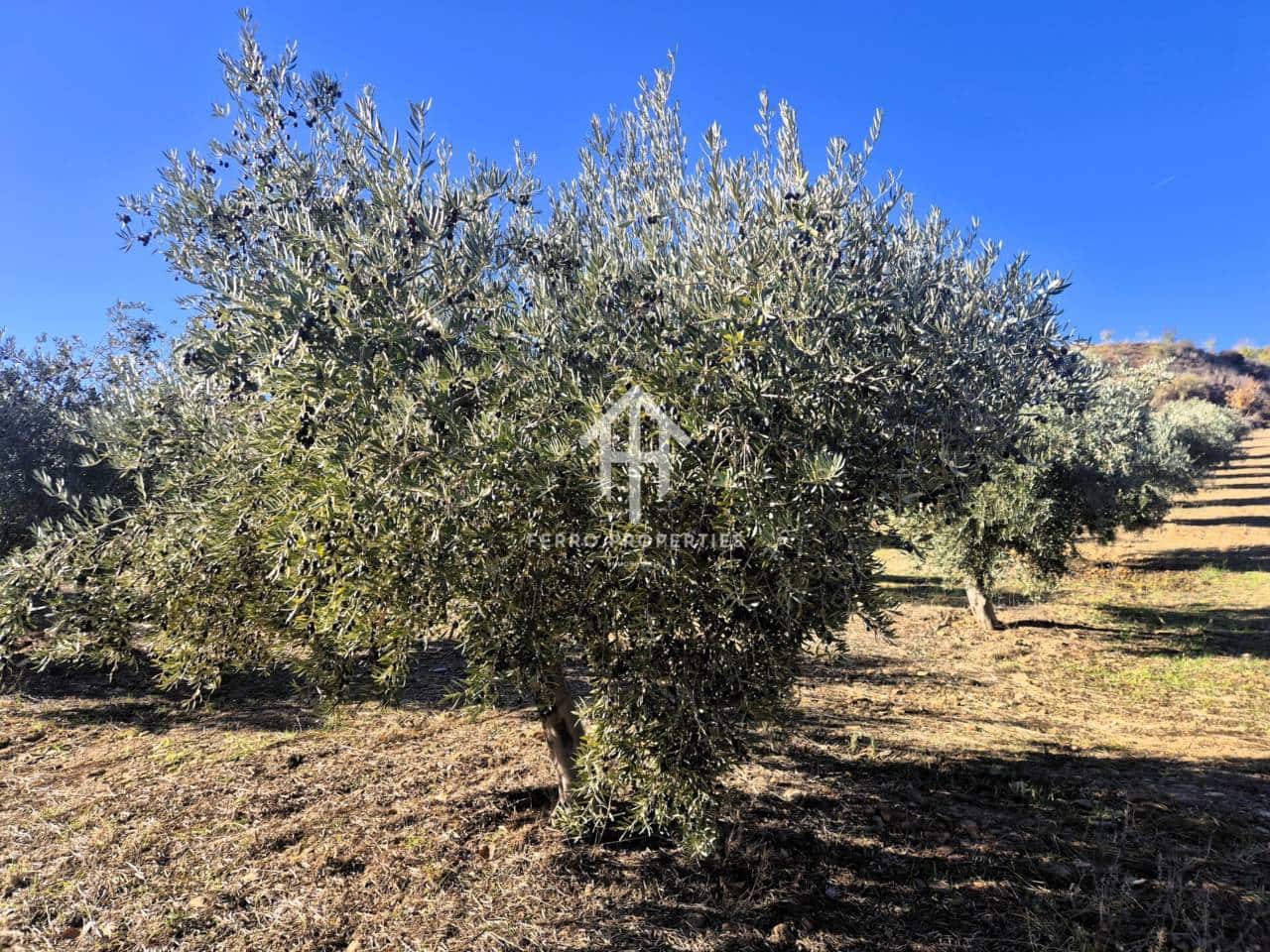 Landgrundstück zu verkaufen in Cogollos de Guadix - 850.000 € (Ref: 9451798)