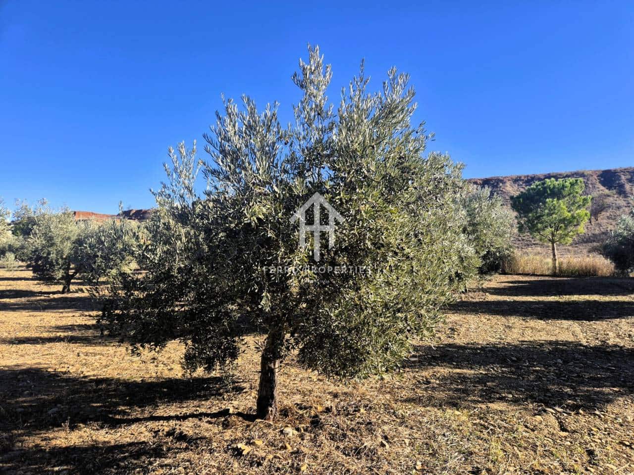 Landgrundstück zu verkaufen in Cogollos de Guadix - 850.000 € (Ref: 9451798)