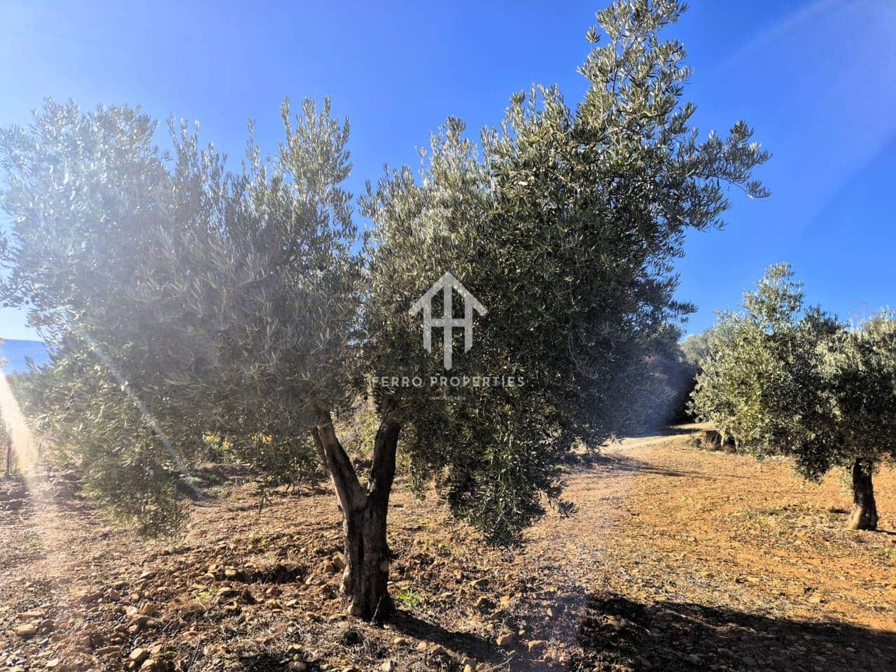 Landgrundstück zu verkaufen in Cogollos de Guadix - 850.000 € (Ref: 9451798)