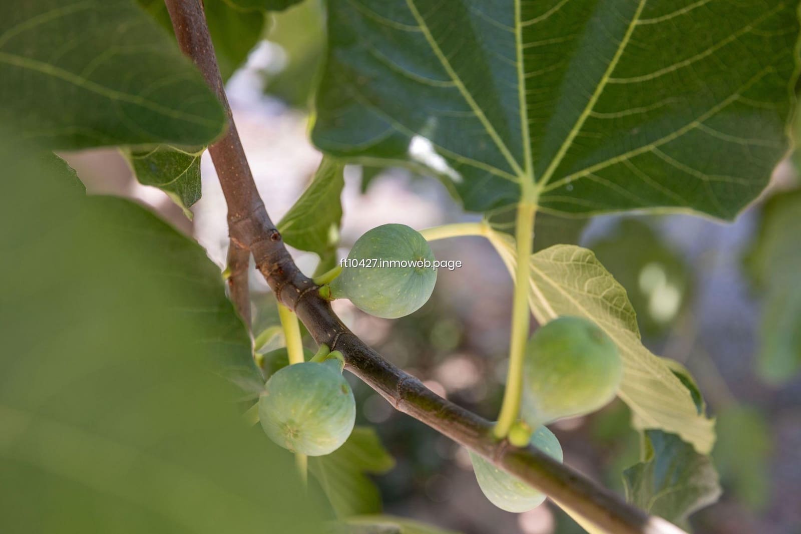 4 bedroom Villa for sale in Guadix - € 200,000 (Ref: 9770702)