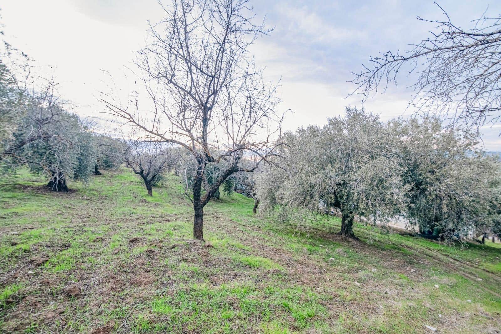 Undeveloped Land for sale in Pinos Genil - € 130,000 (Ref: 10014028)
