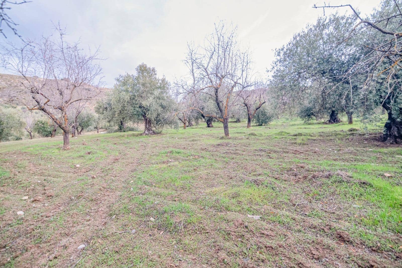 Undeveloped Land for sale in Pinos Genil - € 130,000 (Ref: 10014028)