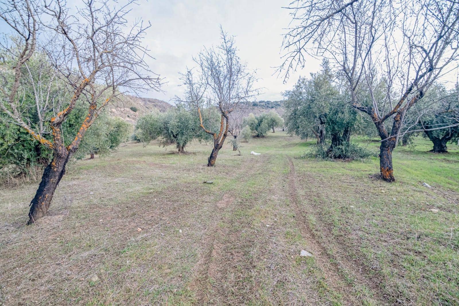 Undeveloped Land for sale in Pinos Genil - € 130,000 (Ref: 10014028)