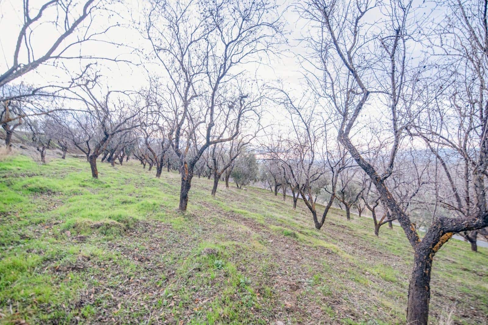 Undeveloped Land for sale in Pinos Genil - € 130,000 (Ref: 10014028)