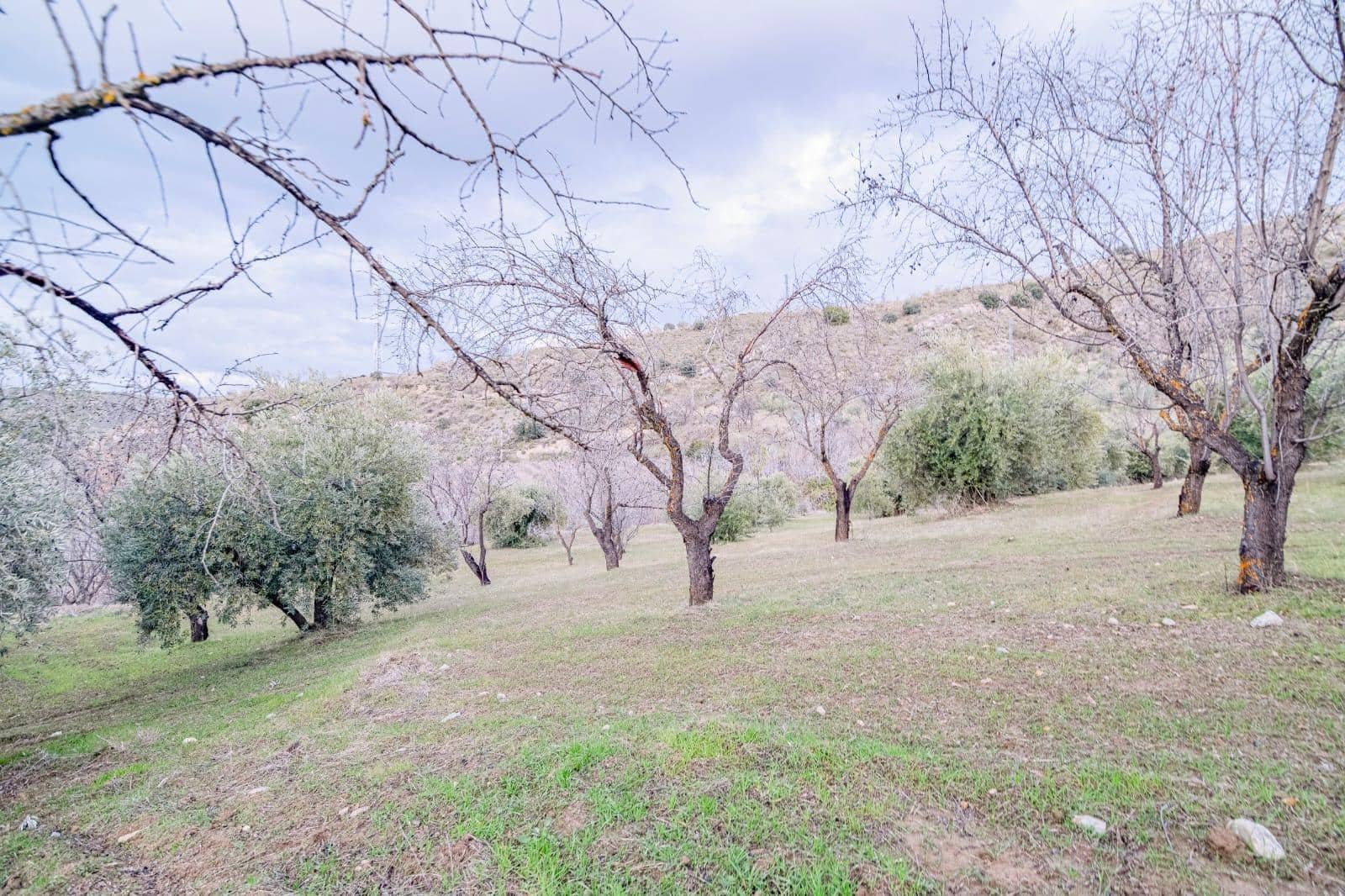 Undeveloped Land for sale in Pinos Genil - € 130,000 (Ref: 10014028)