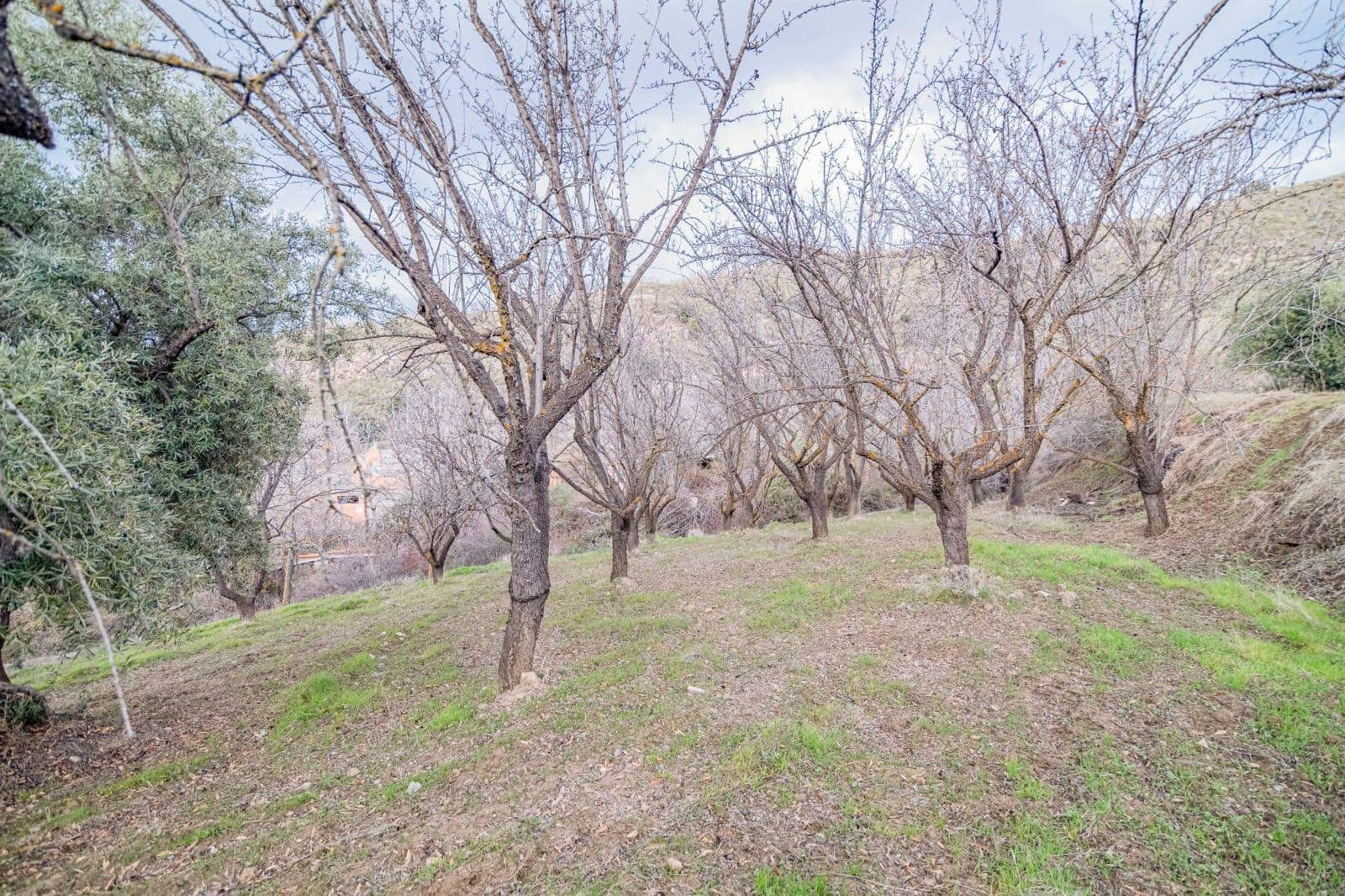 Undeveloped Land for sale in Pinos Genil - € 130,000 (Ref: 10014028)