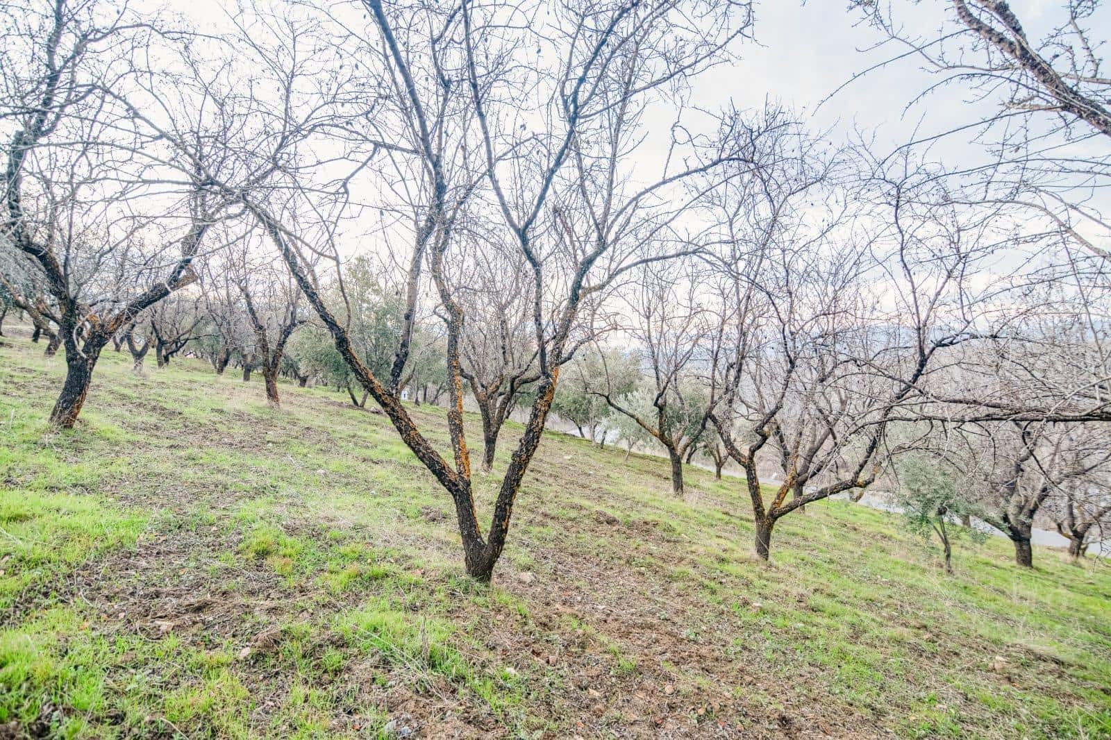Undeveloped Land for sale in Pinos Genil - € 130,000 (Ref: 10014028)