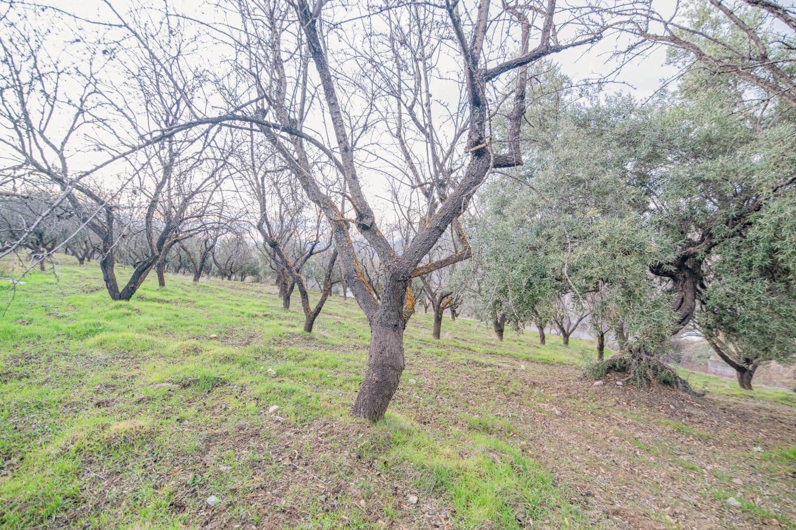 Undeveloped Land for sale in Pinos Genil - € 130,000 (Ref: 10014028)