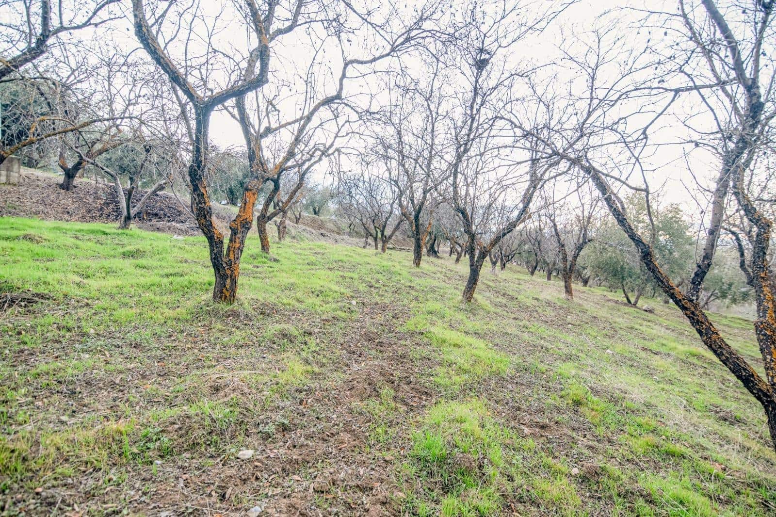 Undeveloped Land for sale in Pinos Genil - € 130,000 (Ref: 10014028)