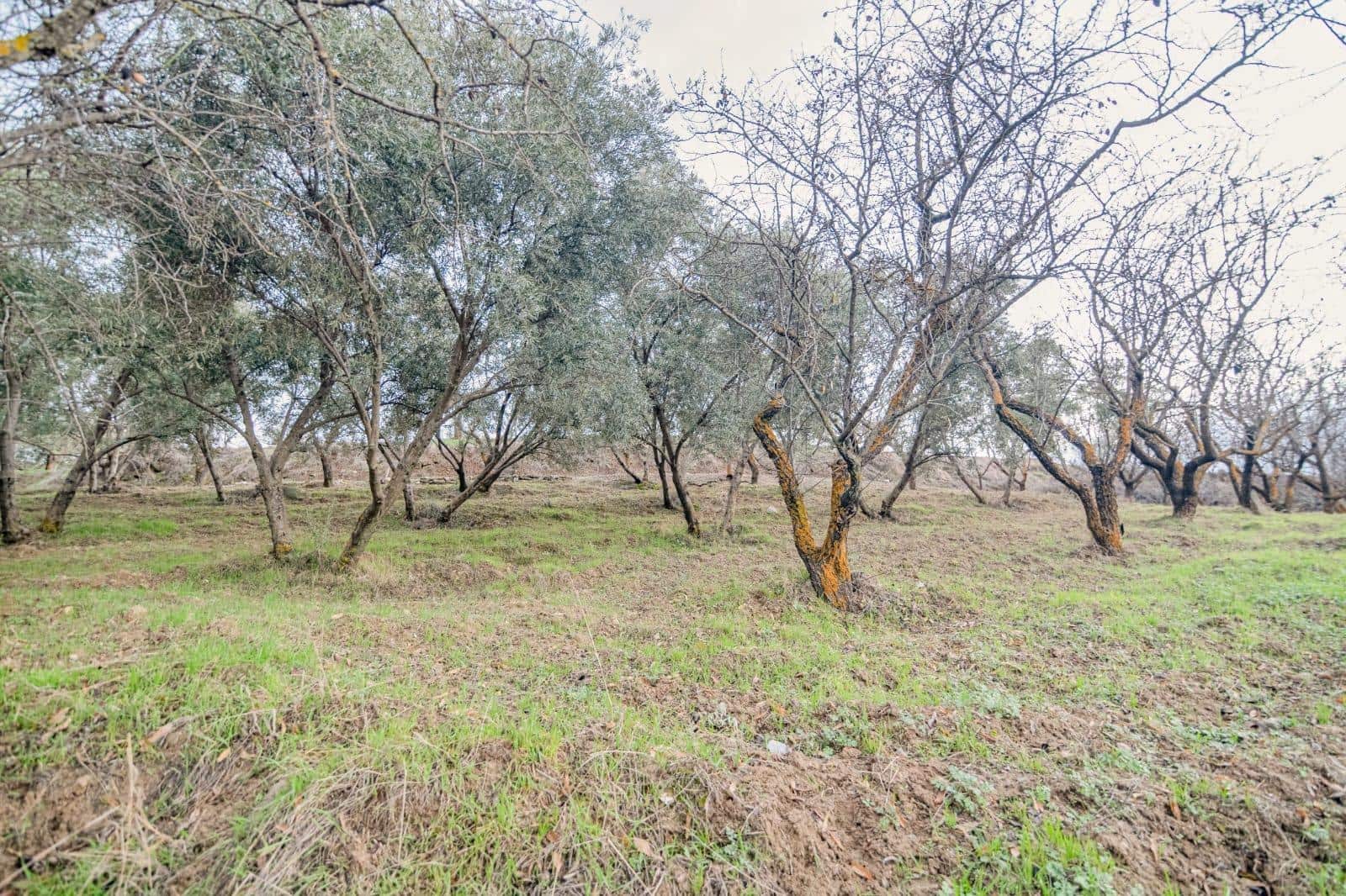 Undeveloped Land for sale in Pinos Genil - € 130,000 (Ref: 10014028)