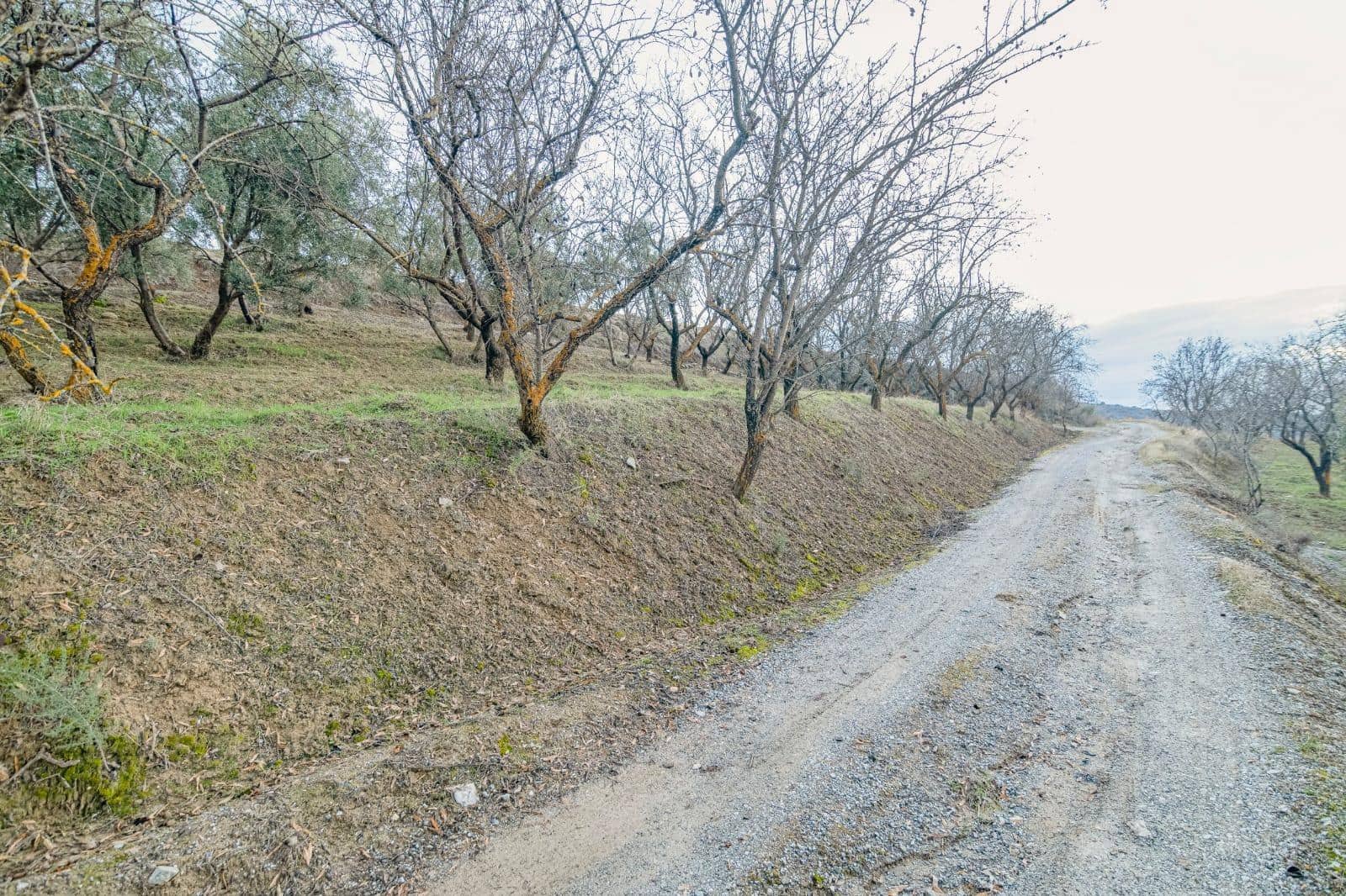 Undeveloped Land for sale in Pinos Genil - € 130,000 (Ref: 10014028)