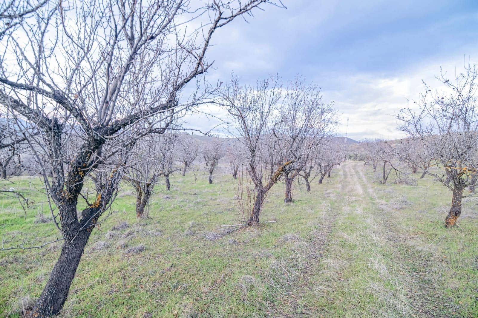 Undeveloped Land for sale in Pinos Genil - € 130,000 (Ref: 10014028)