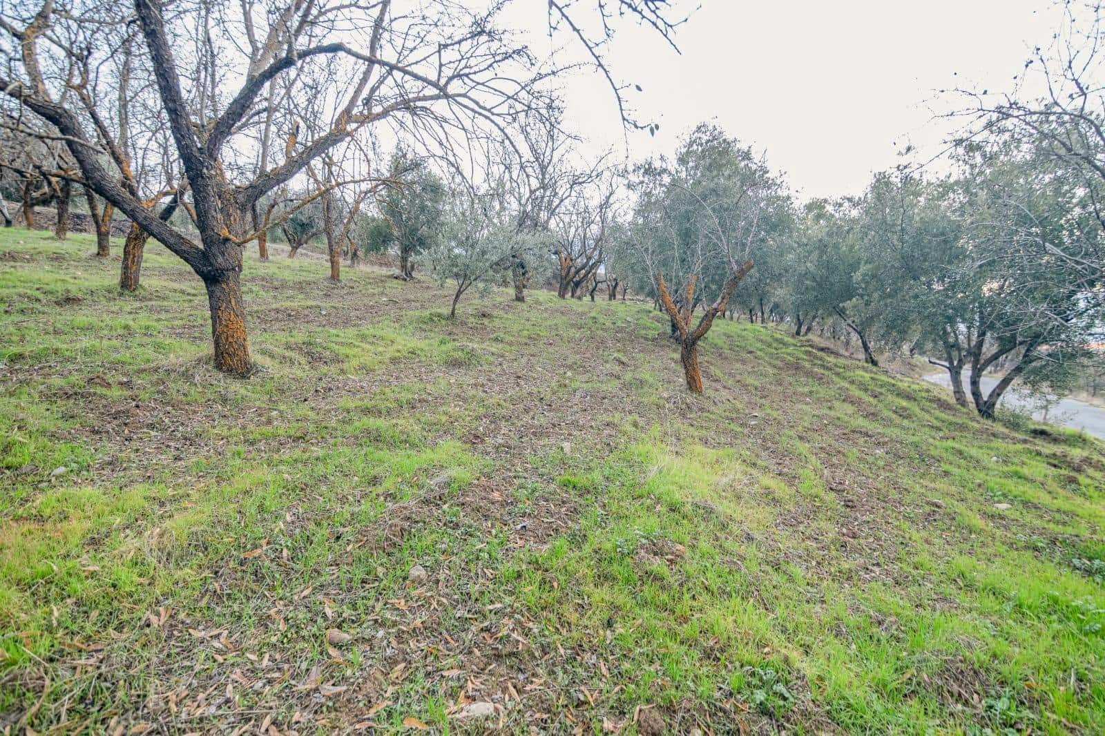 Undeveloped Land for sale in Pinos Genil - € 130,000 (Ref: 10014028)