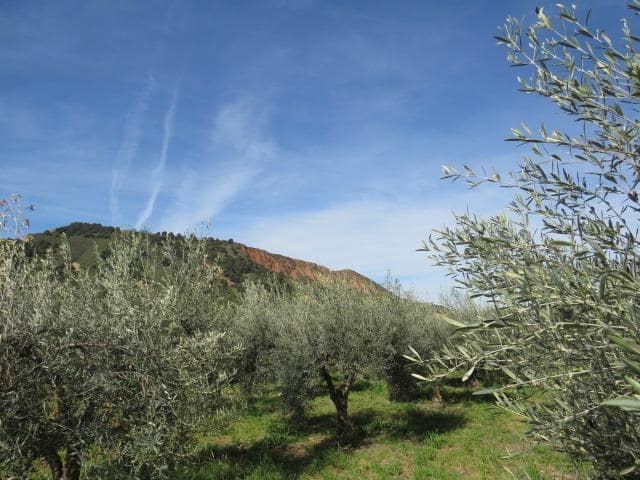Undeveloped Land for sale in Cenes de la Vega - € 88,000 (Ref: 10014036)